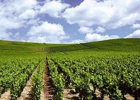 Deluxe Drivers : Champagne Day (from Paris)